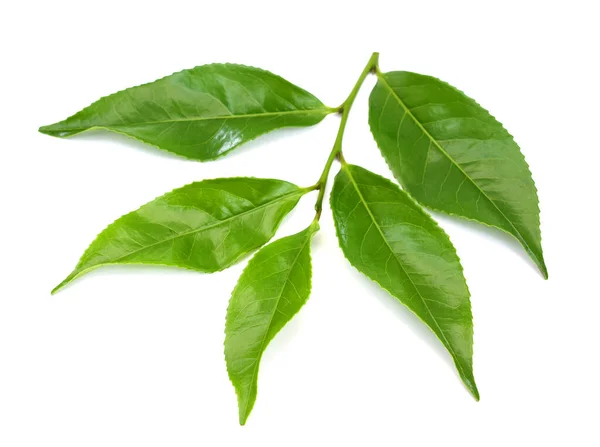 在白色背景下分离的新鲜绿茶叶 — 图库照片