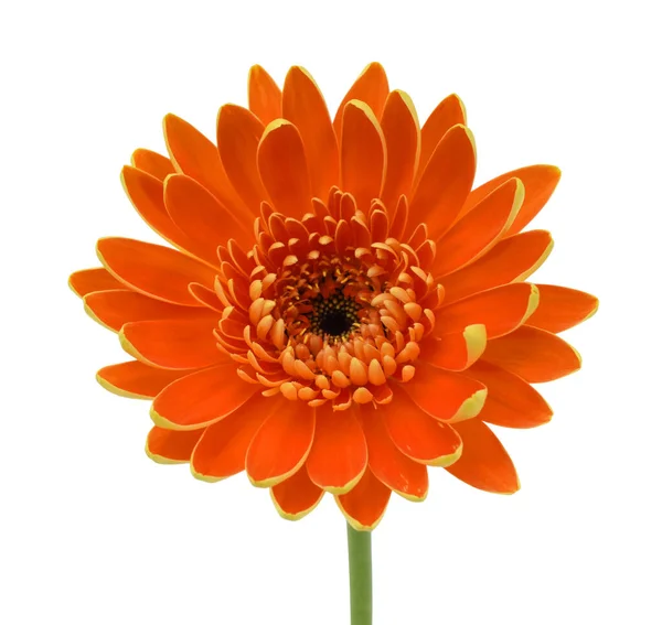 Vacker Orange Gerbera Blomma Isolerad Vit Bakgrund — Stockfoto