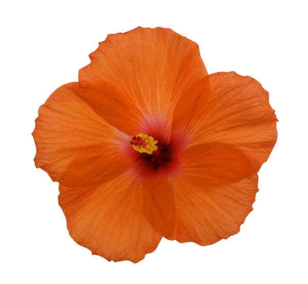Beautiful Orange Hibiscus Flower Roe Mallow Isolated White Background Royalty Free Stock Images