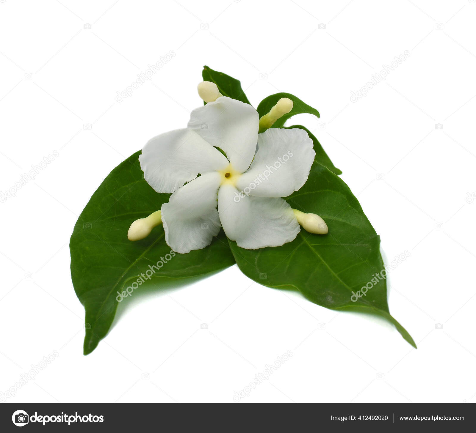 La flor nacional de la indonesia fotos de stock, imágenes de La flor  nacional de la indonesia sin royalties | Depositphotos
