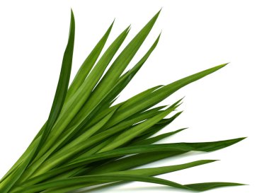 Taze Pandan yaprakları beyaz arkaplanda izole