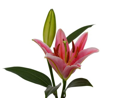 Güzel kırmızı zambak çiçeği beyaz arkaplanda izole edilmiş