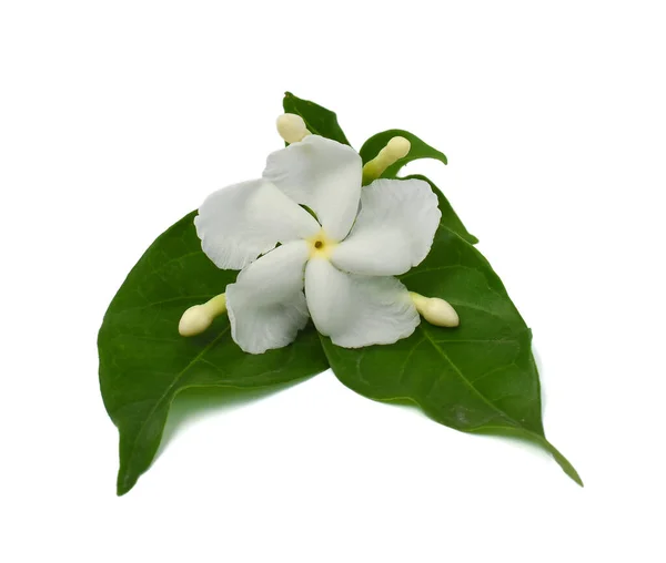 Güzel Jasminum Sambac Çiçeği Sampaguita Melati Putih Beyaz Arka Planda Stok Fotoğraf