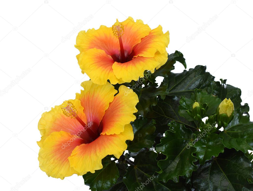 beautiful Yellow Hibiscus flowers isolated on white background