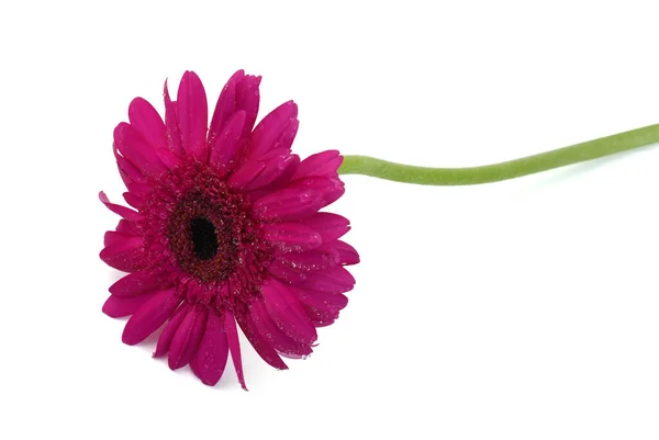 Krásný Fialová Gerbera Květiny Izolované Bílém Pozadí — Stock fotografie
