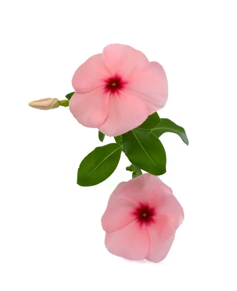 Krásná Růžová Periwinkle Květiny Izolované Bílém Pozadí — Stock fotografie