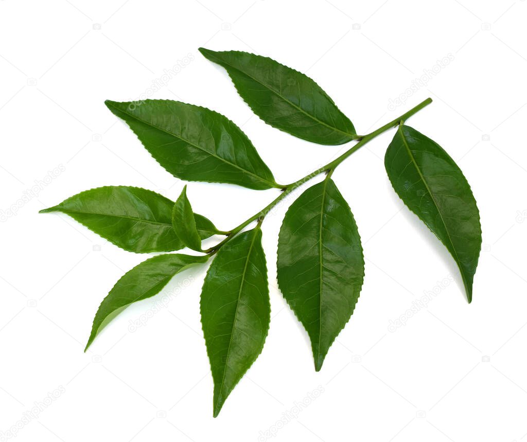 Fresh Green tea leaves (Camellia sinensis) isolated on white background