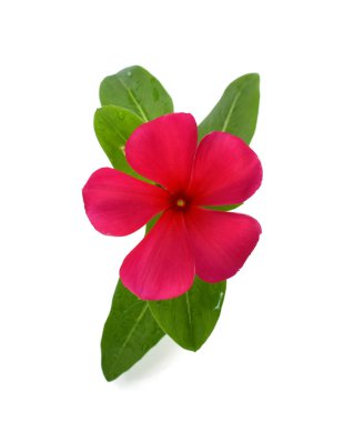 Güzel Periwinkle çiçeği beyaz arkaplanda izole edilmiş