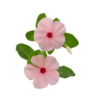 Güzel pembe Periwinkle çiçekleri beyaz arkaplanda izole edilmiş.