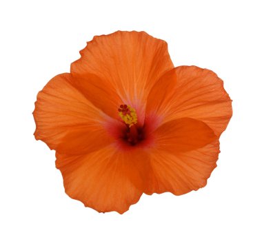 Güzel turuncu amber çiçeği beyaz arkaplanda izole edilmiş.