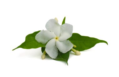 güzel Jasminum sambac çiçeği (sampaguita, melati putih) beyaz arka planda izole edilmiş