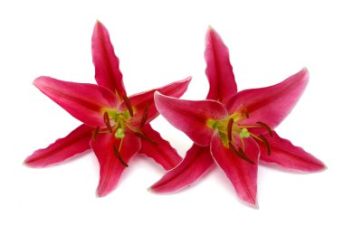 Güzel kırmızı zambak çiçekleri beyaz arkaplanda izole edilmiş