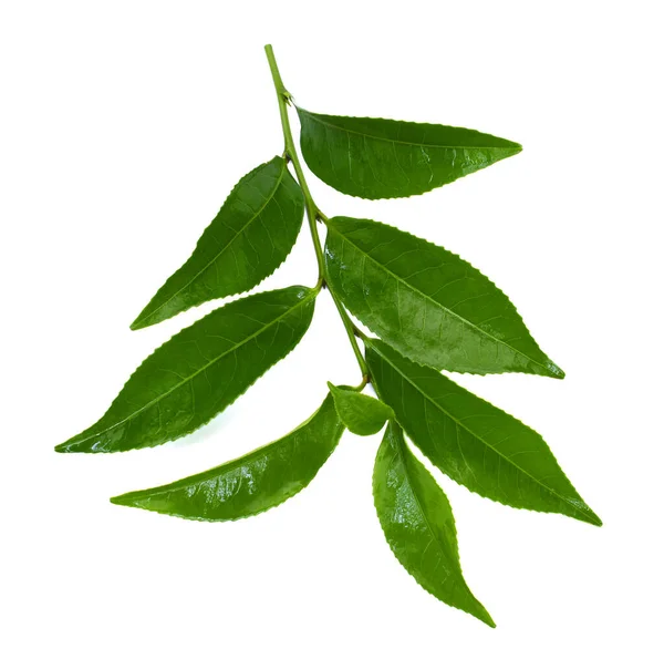 Φύλλα Πράσινου Τσαγιού Camellia Sinensis Απομονωμένα Λευκό Φόντο — Φωτογραφία Αρχείου