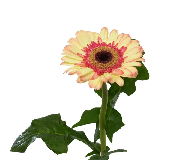 Mooie Gele Gerbera Bloem Geïsoleerd Witte Achtergrond — Stockfoto