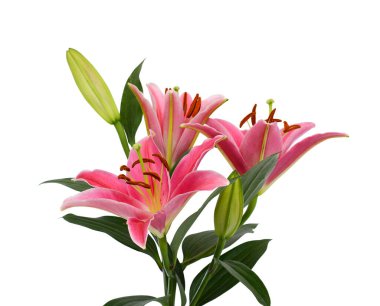 Beyaz arka planda izole edilmiş güzel pembe zambak çiçeği buketi