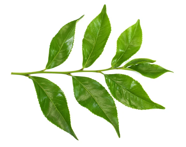 在白色背景下分离的新鲜绿茶叶 — 图库照片