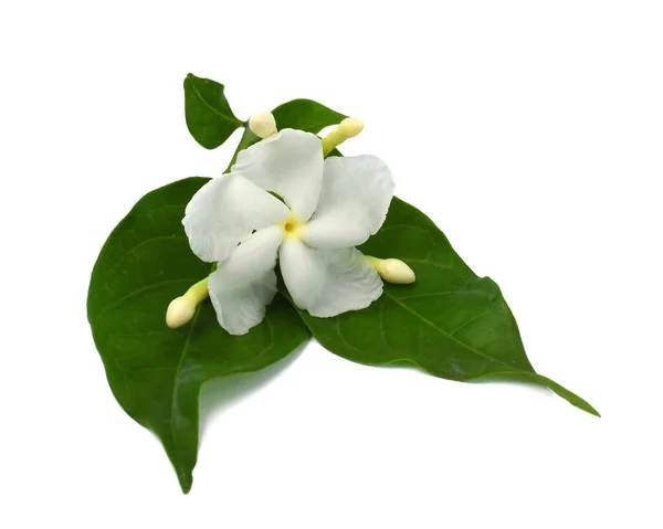 Beautiful Sampaguita Flower Isolated White Background — Stock Photo, Image