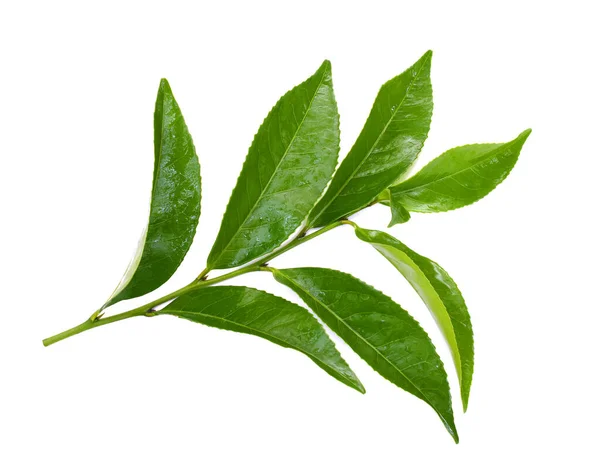 Hojas Verde Fresco Camellia Sinensis Aisladas Sobre Fondo Blanco — Foto de Stock