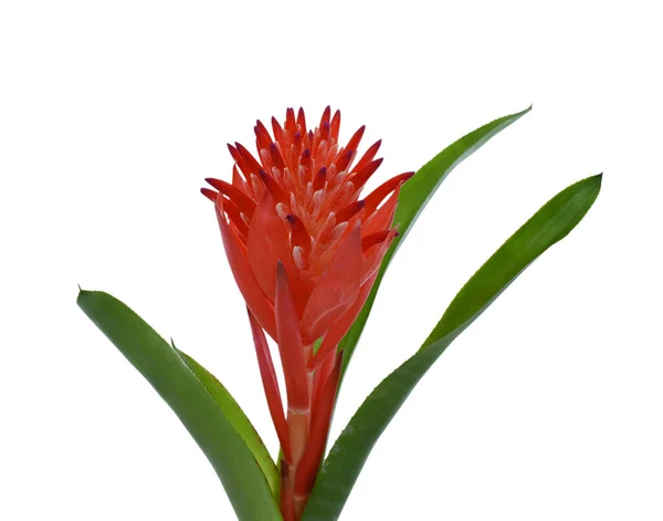 Bela Flor Bromélia Vermelha Isolada Fundo Branco — Fotografia de Stock