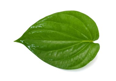 Beyaz arkaplanda yeşil betel yaprağı izole