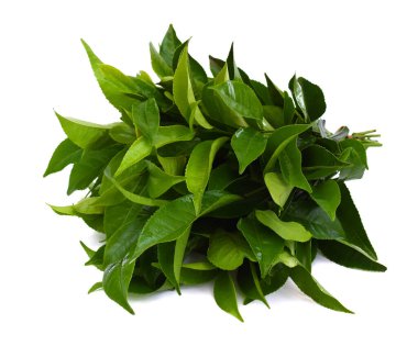 Taze yeşil çay yaprakları (kamelya sinensis) beyaz arka planda izole edilmiştir