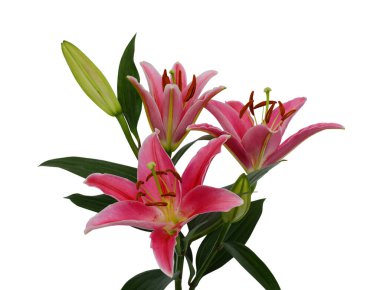 Beyaz arka planda izole edilmiş güzel zambak buketi.