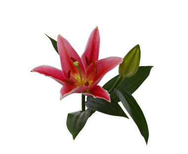 Güzel kırmızı zambak çiçeği beyaz arkaplanda izole edilmiş