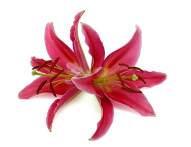 Beyaz arka planda izole edilmiş güzel pembe zambak çiçekleri.