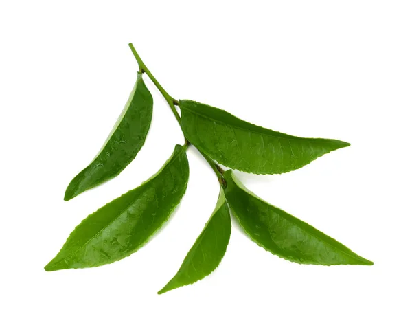 Hojas Verde Fresco Camellia Sinensis Aisladas Sobre Fondo Blanco — Foto de Stock