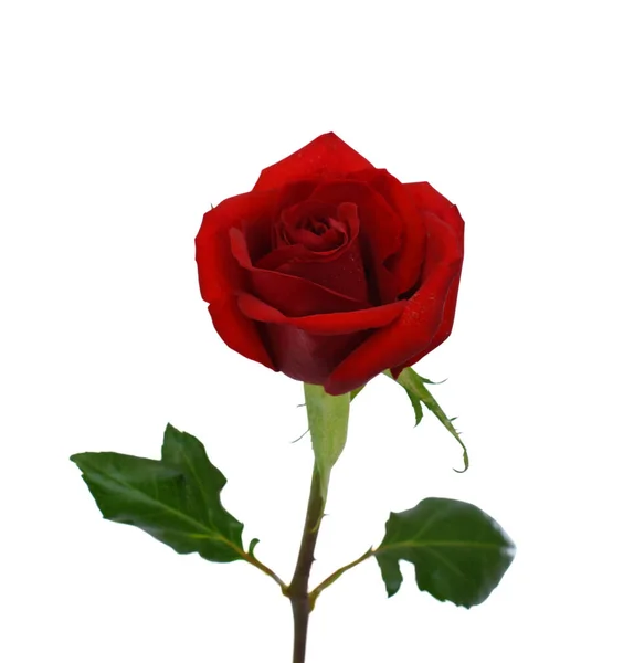 Hermosa Flor Rosa Roja Aislada Sobre Fondo Blanco —  Fotos de Stock