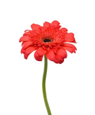 Güzel kırmızı gerbera çiçeği beyaz arkaplanda izole edilmiş.