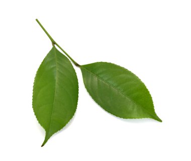 Beyaz arkaplanda yeşil çay yaprağı izole
