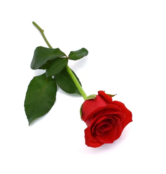 Beautiful Red Rose Flower Isolated White Background — Stock Photo, Image