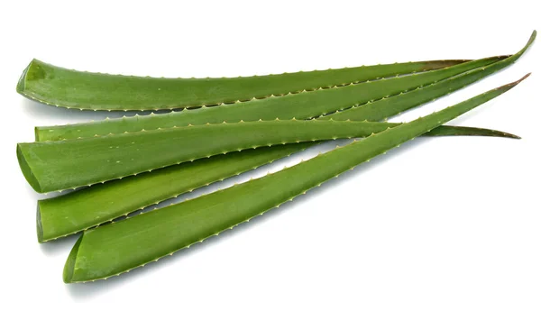 Daun Vera Aloe Terisolasi Pada Latar Belakang Putih — Stok Foto