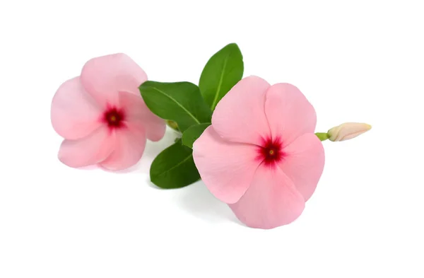 Mooie Roze Periwinkle Bloem Geïsoleerd Witte Achtergrond — Stockfoto