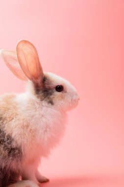 Küçük beyaz ve kahverengi tavşan izole edilmiş pembe ya da eski bir gül arka planında stüdyoda oturuyor. Lagomorpha familyasından Leporidae familyasından küçük memeliler. Hayvan stüdyosu portresi.