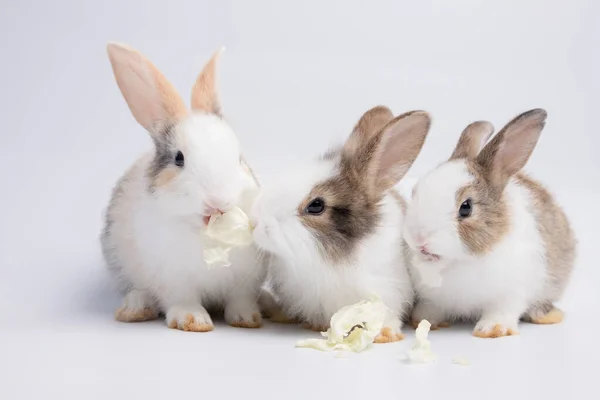 Cute Little Rabbits Studio Background — Stock Photo, Image