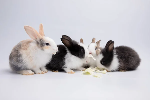 Cute Little Rabbits Studio Background — Stock Photo, Image