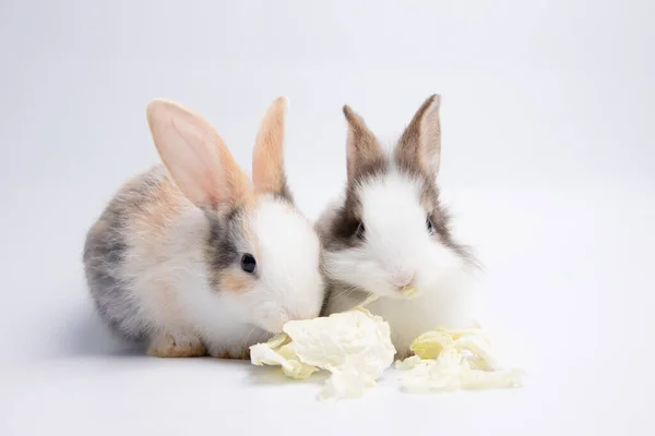 Cute Little Rabbits Studio Background — Stock Photo, Image