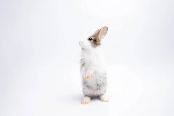 Entzückendes Kaninchen Isoliert Auf Studiohintergrund — Stockfoto
