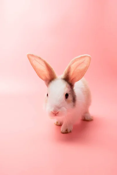 Piccolo Coniglio Bianco Marrone Seduto Uno Sfondo Rosa Isolato Rosa — Foto Stock