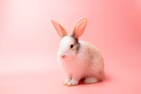 Little White Brown Rabbit Sitting Isolated Pink Old Rose Background — Stock Photo, Image