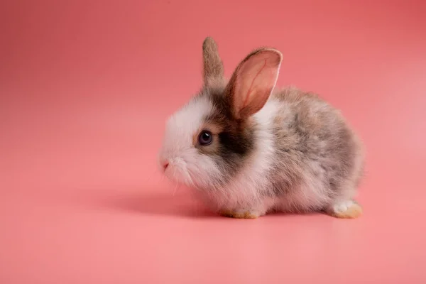 Little White Brown Rabbit Sitting Isolated Pink Old Rose Background — Stock Photo, Image