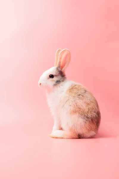 Pequeno Coelho Branco Marrom Sentado Fundo Rosa Isolado Velho Rosa — Fotografia de Stock