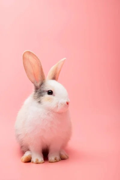 Piccolo Coniglio Bianco Marrone Seduto Uno Sfondo Rosa Rosa Antico — Foto Stock