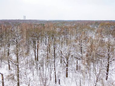 Ormanın kuş bakışı manzaralı kış manzarası