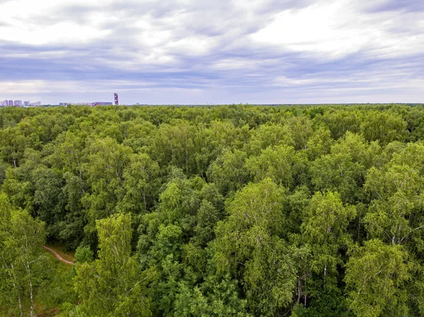 Spring landscape with a bird\'s eye view of the forest in the Park.