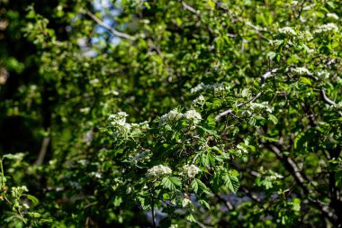 Bahçemizdeki dikenli çayırda.