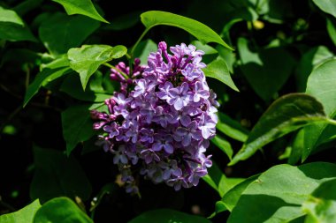 Bahçemizdeki leylak rengi..