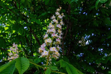  Bahçemizde kestane çiçeği açan mum.